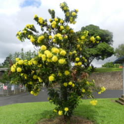 Location: Innisfail, North Queensland, Australia
Date: 2014-05-21
A dense flowering plant popular as a street tree.