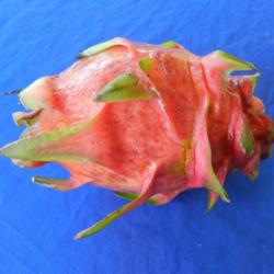 Location: Bramston Beach, North Queensland, Australia
Date: 2014-05-24
The fruit has intense red flesh.
