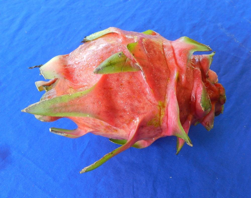 Photo of Dragonfruit (Selenicereus monacanthus) uploaded by Gleni