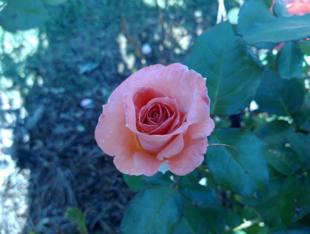Photo of Rose (Rosa 'Sonia') uploaded by Katie