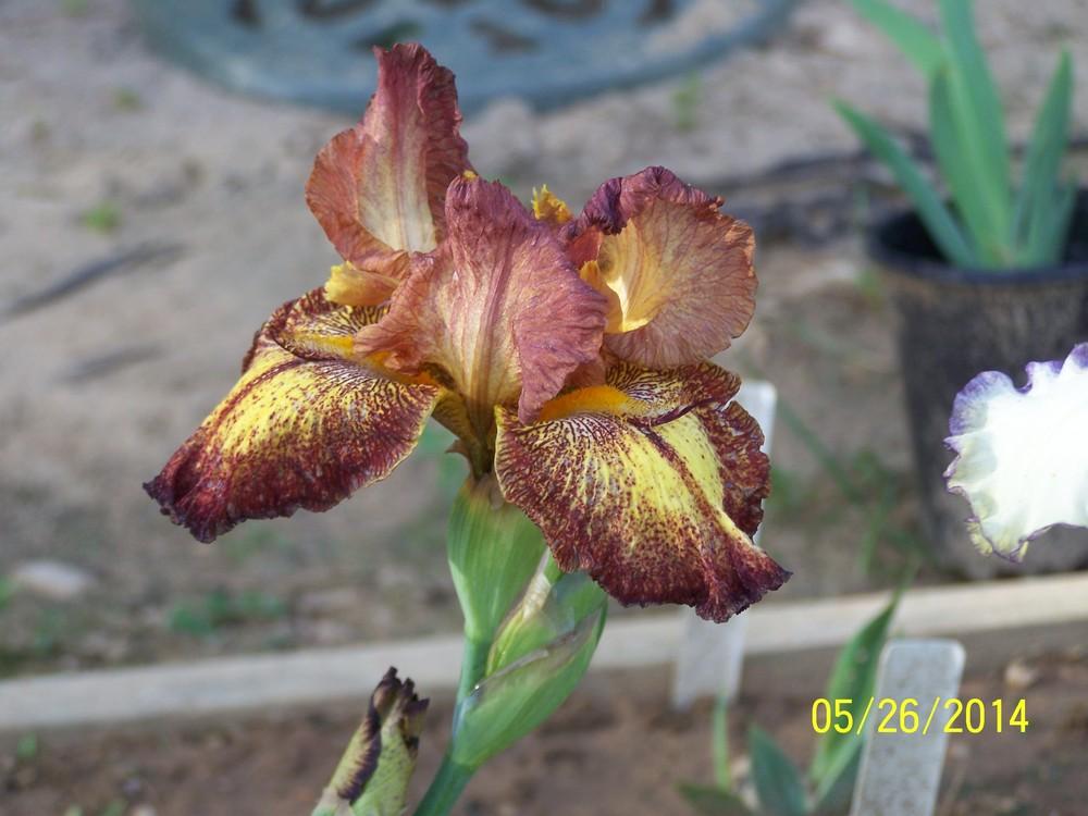Photo of Tall Bearded Iris (Iris 'Gladiatrix') uploaded by Misawa77