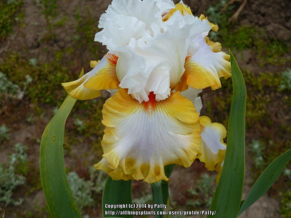 Photo of Tall Bearded Iris (Iris 'Heart of Dreams') uploaded by Patty