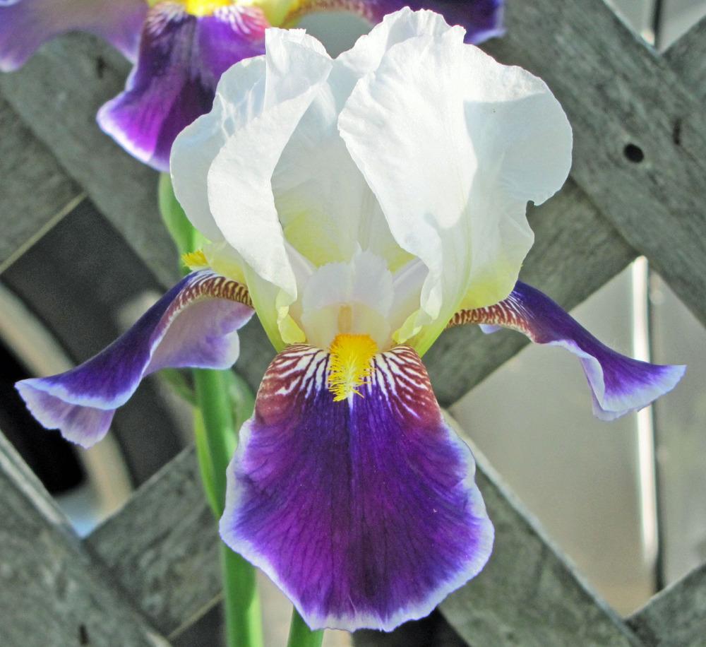 Photo of Tall Bearded Iris (Iris 'Wabash') uploaded by TBGDN