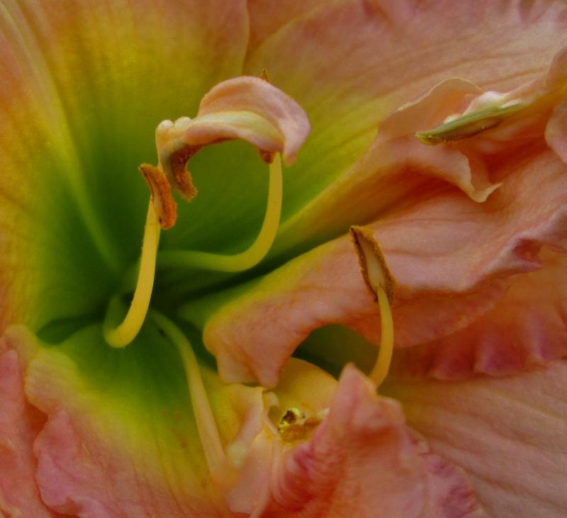 Photo of Daylily (Hemerocallis 'Nagasaki') uploaded by chalyse