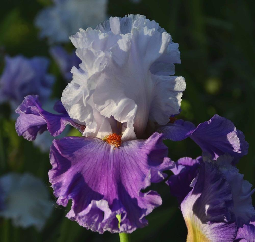 Photo of Tall Bearded Iris (Iris 'Polka') uploaded by diggit