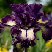 tall bearded iris 'Pretty Edgy'