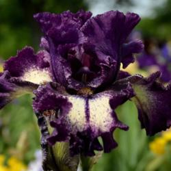 Location: Southeast Indiana
Date: 2014-05-27
tall bearded iris 'Pretty Edgy'