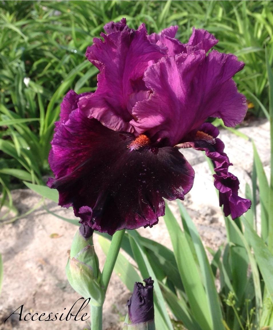 Photo of Tall Bearded Iris (Iris 'Accessible') uploaded by gsutche