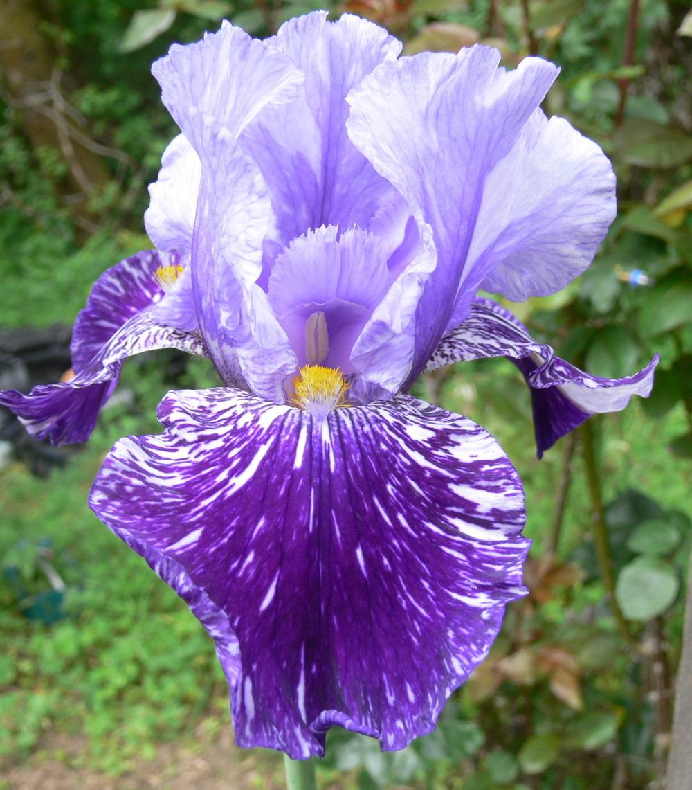 Photo of Tall Bearded Iris (Iris 'Millennium Falcon') uploaded by janwax