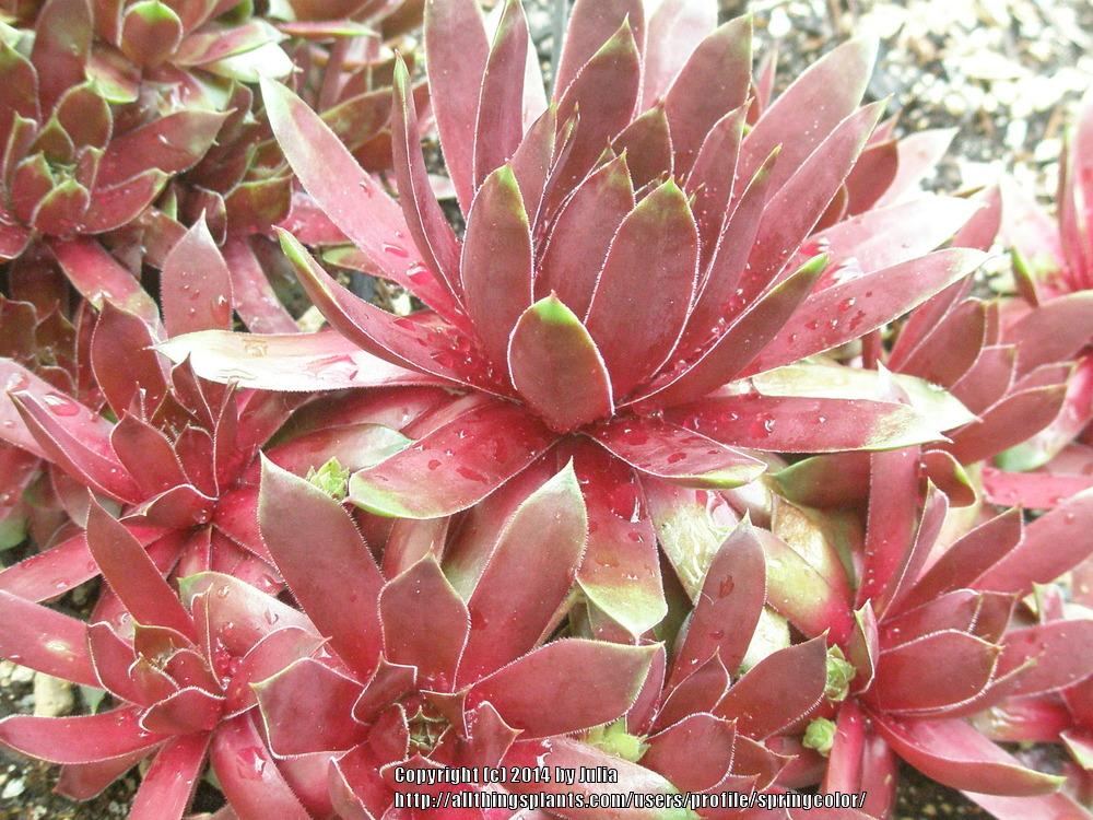 Photo of Hen and Chicks (Sempervivum 'Silver King') uploaded by springcolor