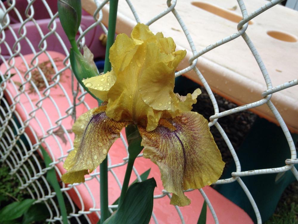 Photo of Tall Bearded Iris (Iris 'Desert Echo') uploaded by stacyprzybylinski