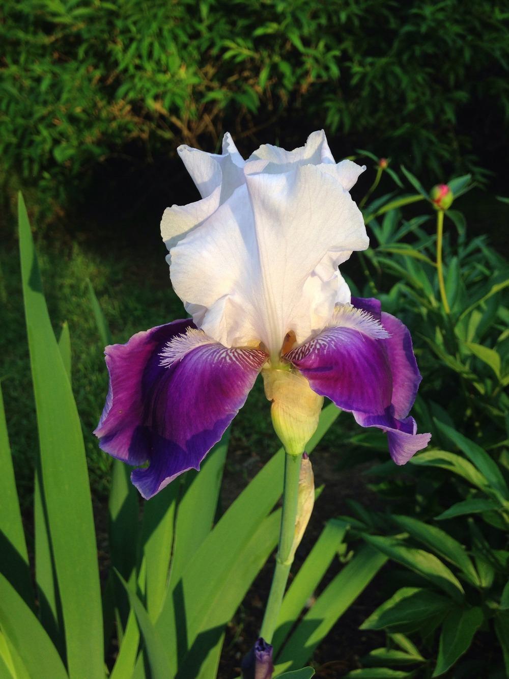 Photo of Tall Bearded Iris (Iris 'Midnight Moonlight') uploaded by stacyprzybylinski