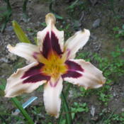 First Daylily to bloom this year