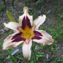 Location: Bowling Green, Ky 
Date: 2014-05-26
First Daylily to bloom this year