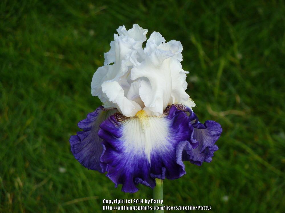 Photo of Tall Bearded Iris (Iris 'Alsea Falls') uploaded by Patty