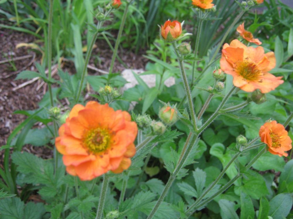 Photo of Geum 'Tangerine' uploaded by RobinD