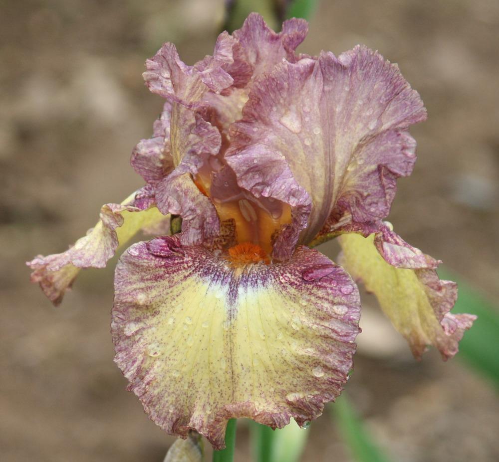 Photo of Tall Bearded Iris (Iris 'Mountain Melody') uploaded by Snork