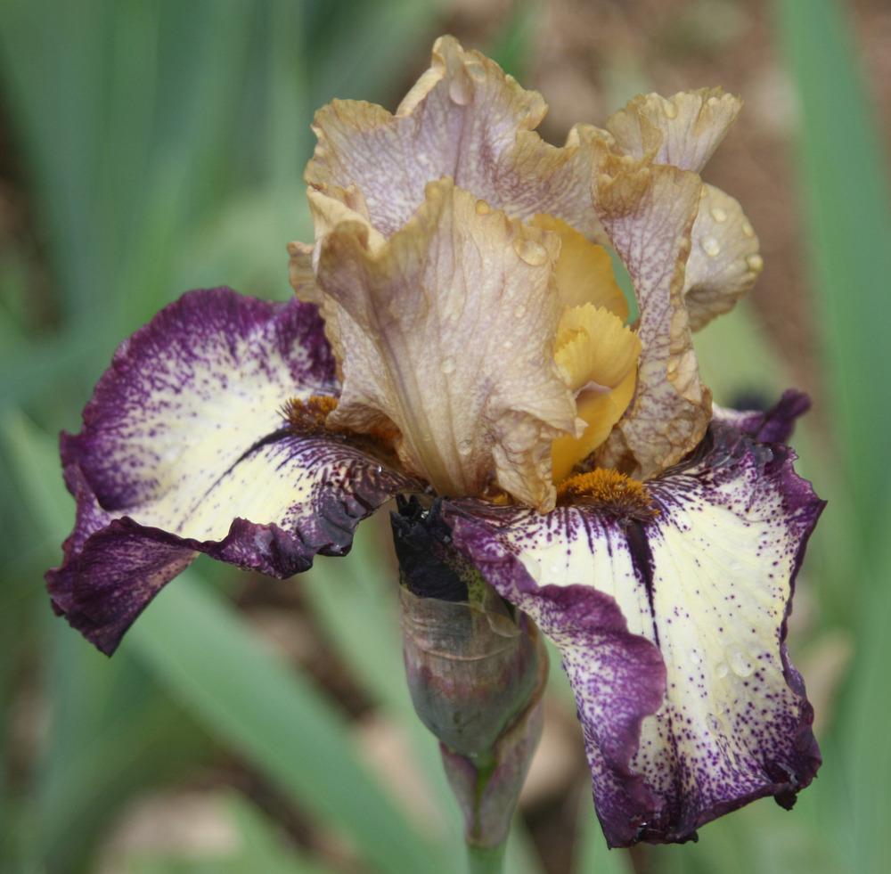 Photo of Tall Bearded Iris (Iris 'Point Made') uploaded by Snork