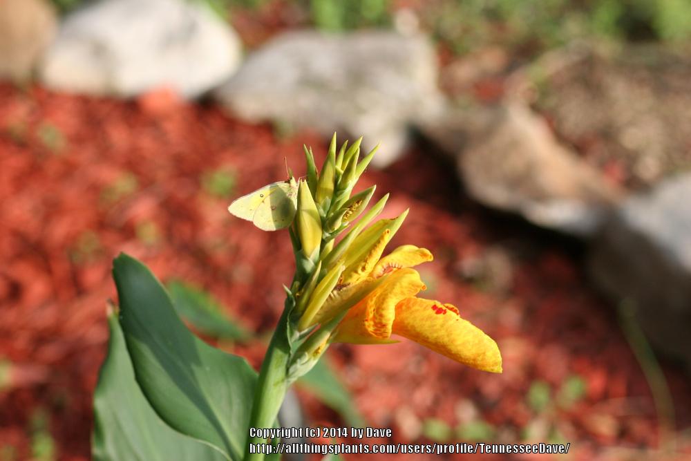 Photo of Canna (Canna x generalis 'Maui Punch') uploaded by TennesseeDave