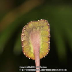 Location: Atlantic rainforest, Paraty, Brazil
Date: 2014-01-12
Backside of flower