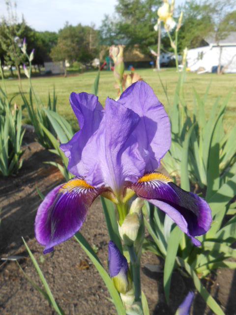 Photo of Tall Bearded Iris (Iris 'Dominion') uploaded by crowrita1