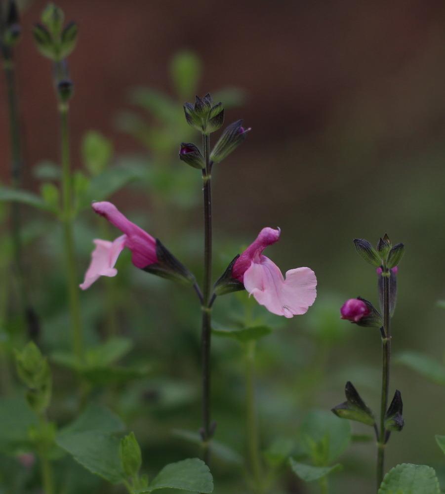 Photo of Autumn Sage (Salvia 'Dancing Dolls') uploaded by dave
