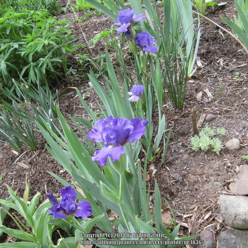 Photo of Intermediate Bearded Iris (Iris 'Animated') uploaded by ge1836