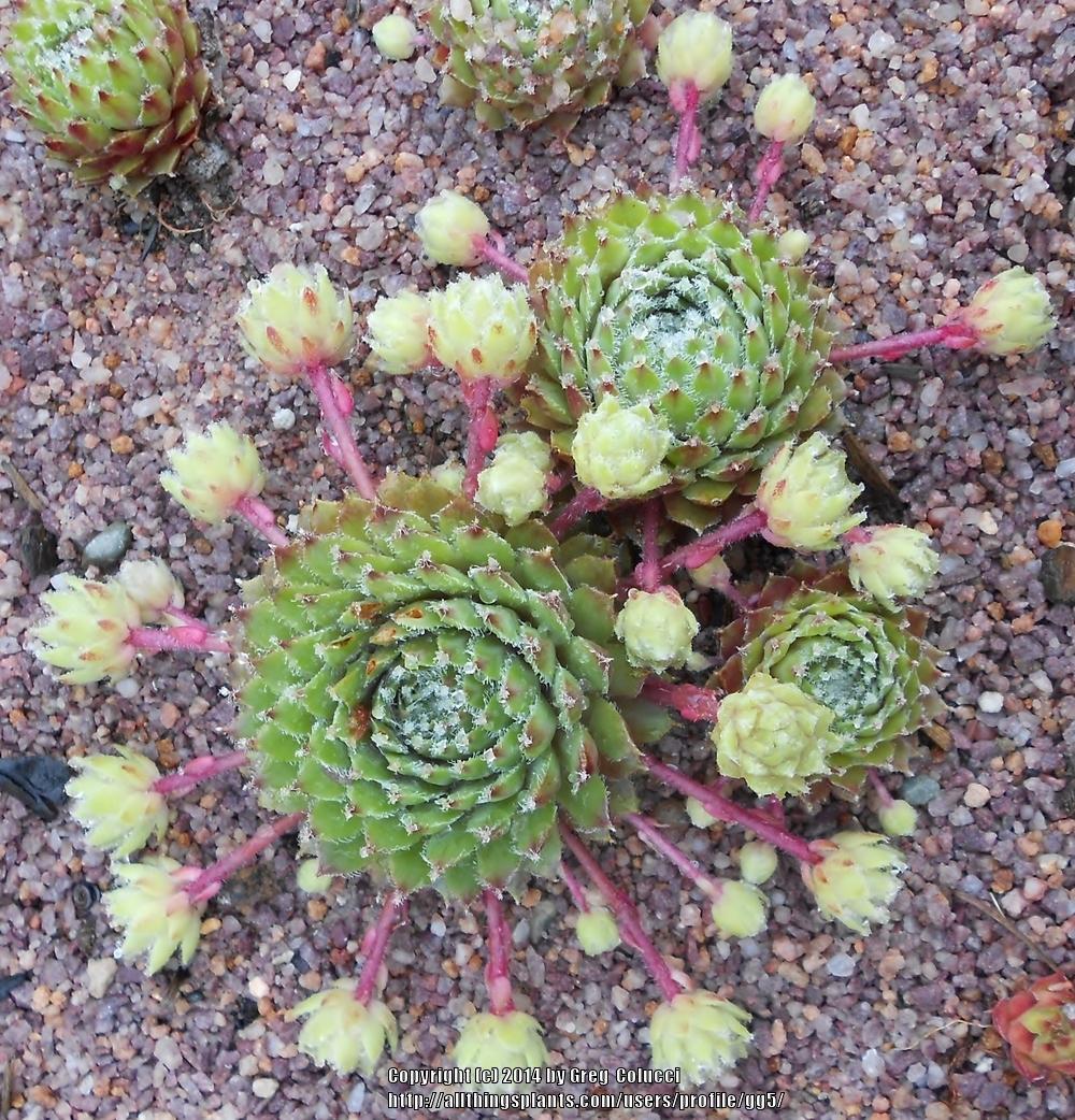 Photo of Hen and Chicks (Sempervivum 'Just Plain Crazy') uploaded by gg5
