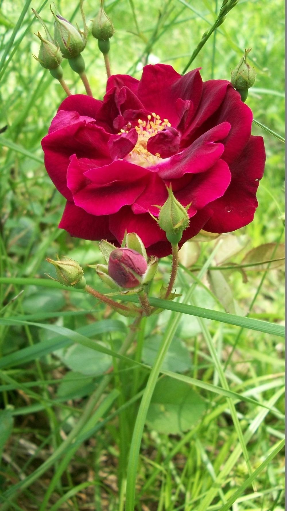 Photo of Rose (Rosa 'Dr. Huey') uploaded by hazeleyes