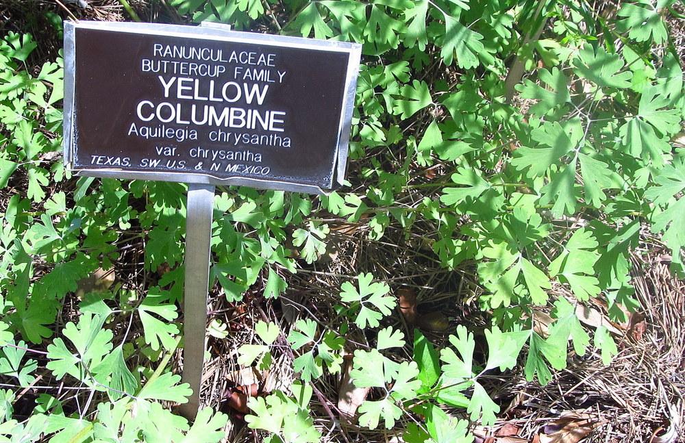 Photo of Golden Columbine (Aquilegia chrysantha) uploaded by jmorth