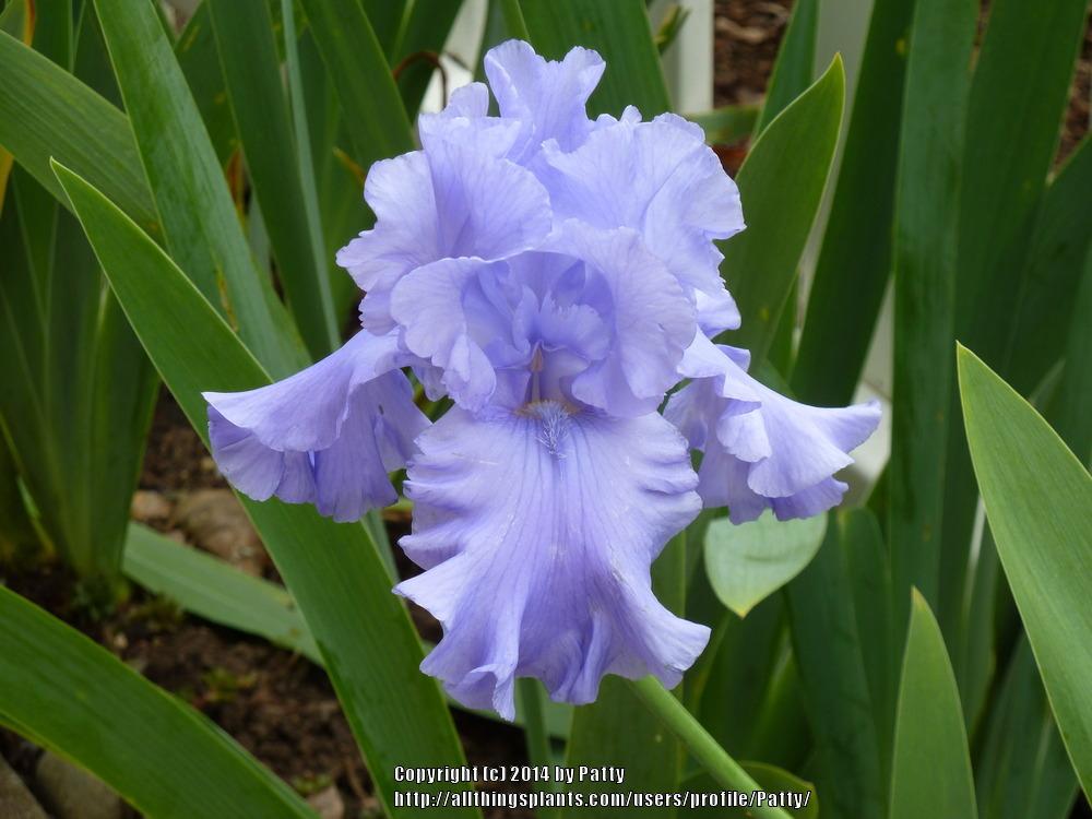 Photo of Tall Bearded Iris (Iris 'Abiqua Falls') uploaded by Patty