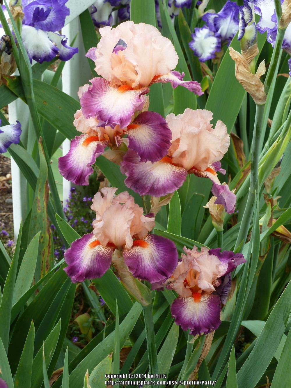 Photo of Tall Bearded Iris (Iris 'Come Away with Me') uploaded by Patty