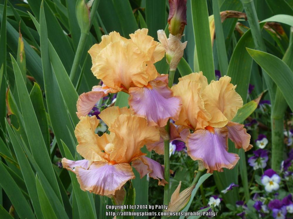 Photo of Tall Bearded Iris (Iris 'Grand Canyon Sunset') uploaded by Patty