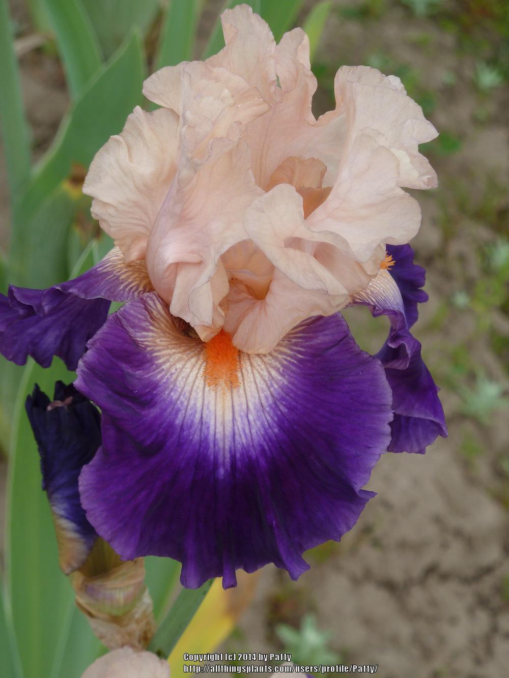Photo of Tall Bearded Iris (Iris 'Gitano') uploaded by Patty