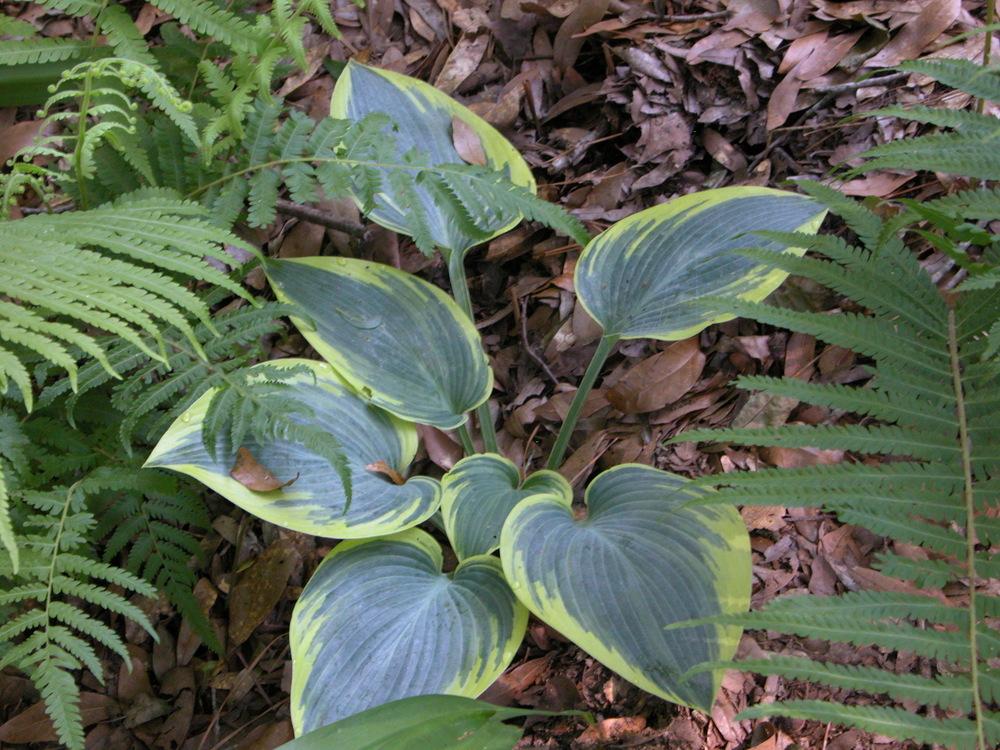 Photo of Hosta 'First Frost' uploaded by Seedfork