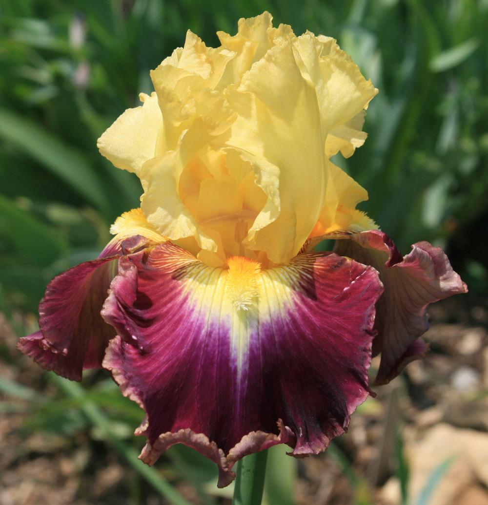 Photo of Tall Bearded Iris (Iris 'Who Needs a Prince') uploaded by Snork