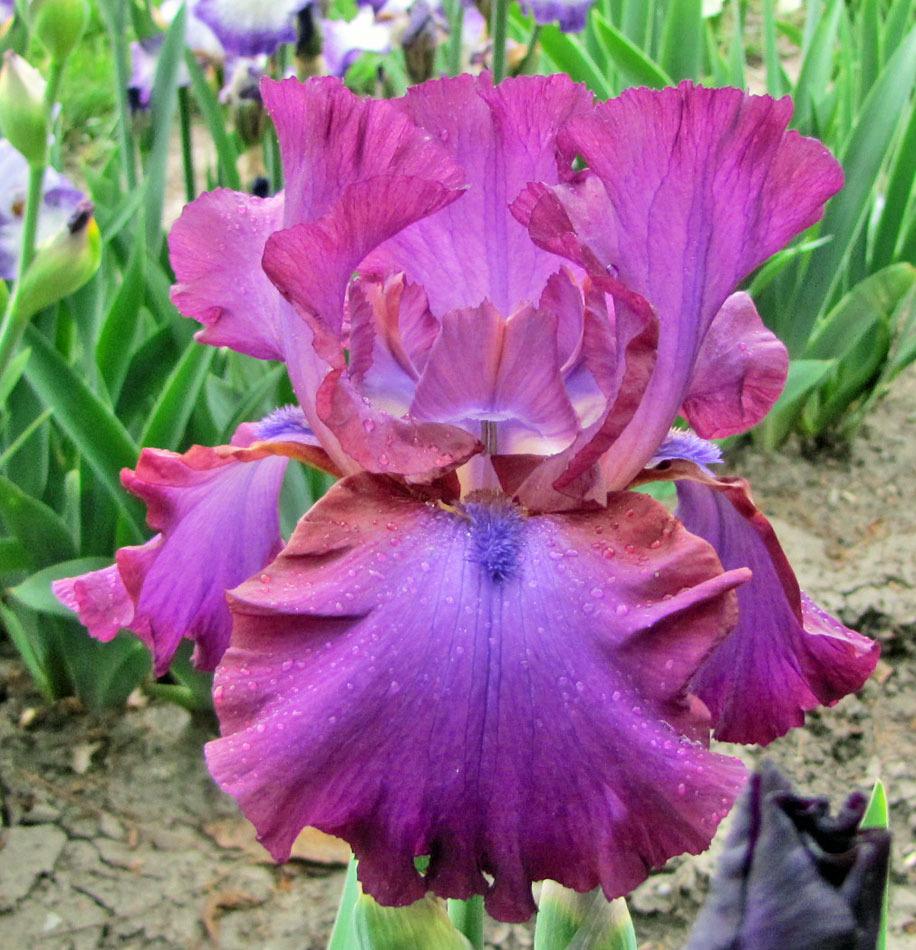 Photo of Tall Bearded Iris (Iris 'Gypsy Romance') uploaded by TBGDN