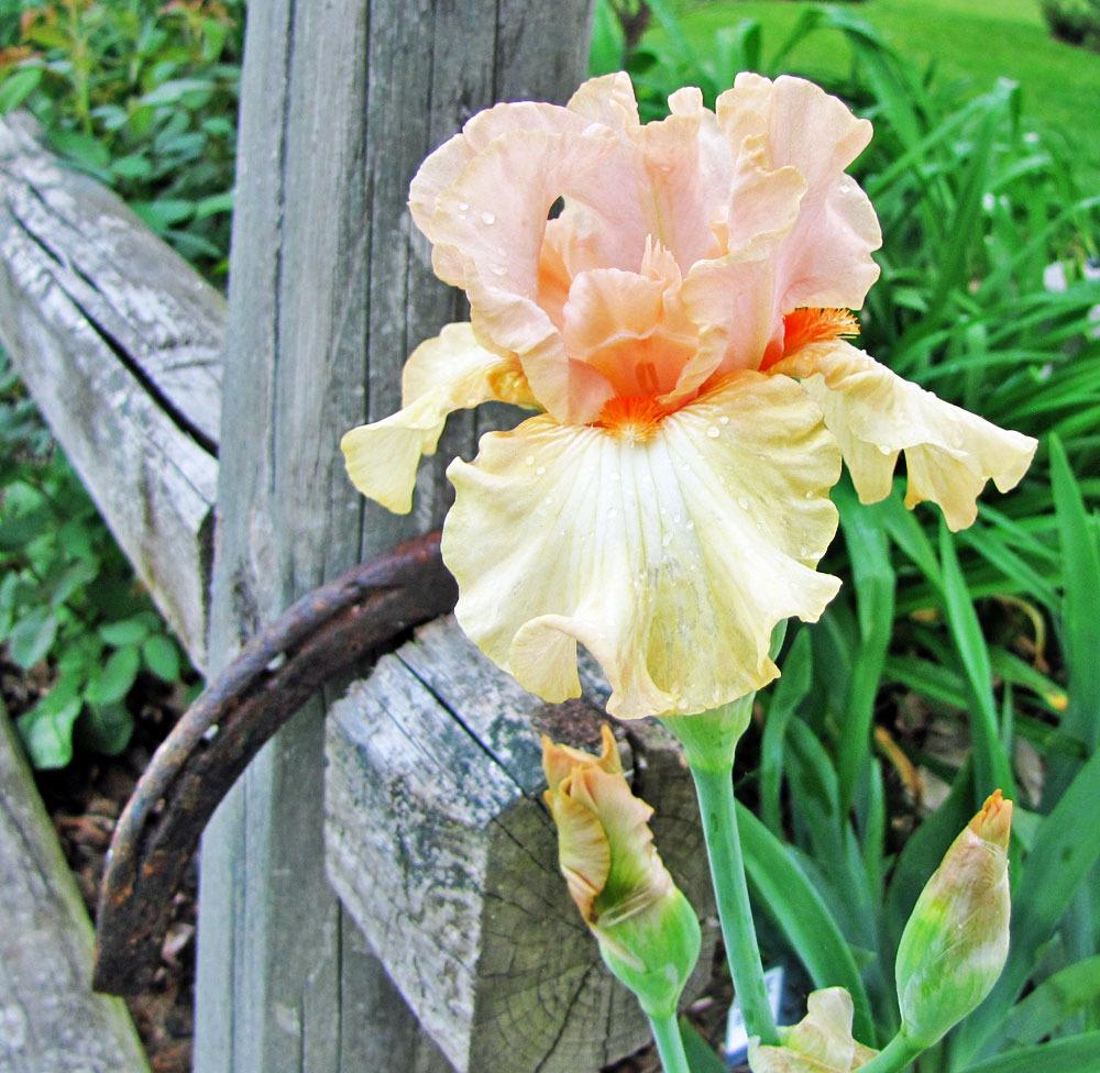 Photo of Border Bearded Iris (Iris 'Bundle of Love') uploaded by TBGDN