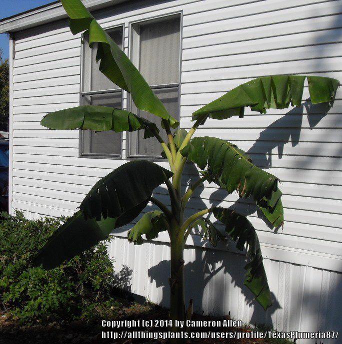 Photo of Dwarf Banana (Musa acuminata 'Dwarf Namwah') uploaded by TexasPlumeria87
