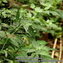 Location: Paraty, Brazil
Date: 2013-12-08
Wild pepper species.
