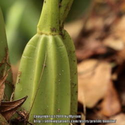 Location: Atlantic rainforest, Paraty, Brazil
Date: 2013-12-26
Pseudobulb at the leaf base.