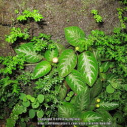 Location: Atlantic rainforest, Paraty, Brazil
Date: 2013-12-12