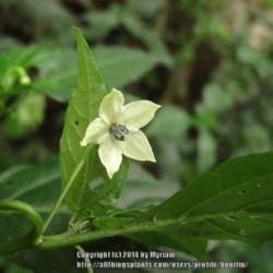 Location: Paraty, Brazil
Date: 2013-12-12
Wild pepper species.