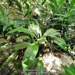 Location: Atlantic rainforest, Paraty, Brazil
Date: 2013-12-26
Growing on a rock by the riverside.