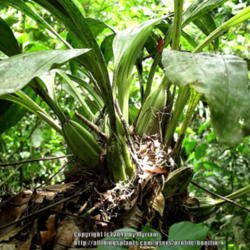 Location: Atlantic rainforest, Paraty, Brazil
Date: 2013-12-26
Pseudobulbs at the leaf base.