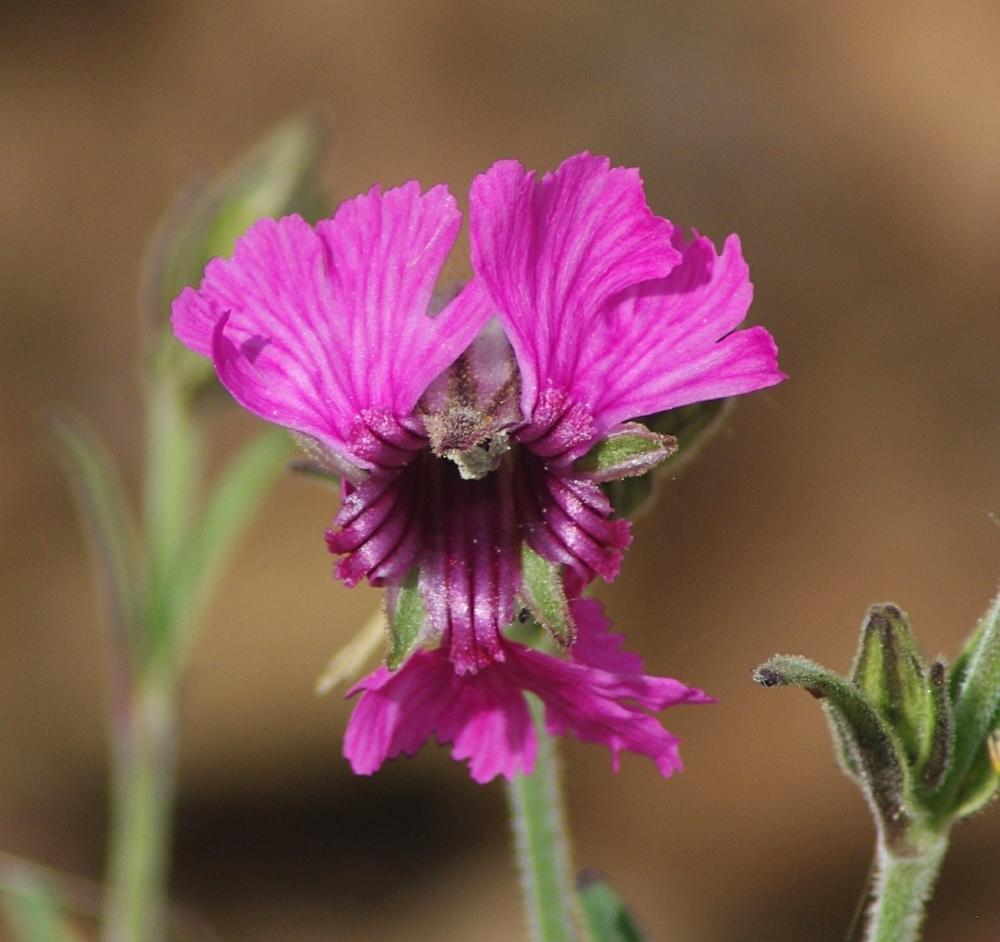 Photo of Maguire Campion (Silene petersonii) uploaded by dirtdorphins
