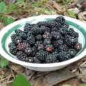 Blackberries and Berries That Are Black