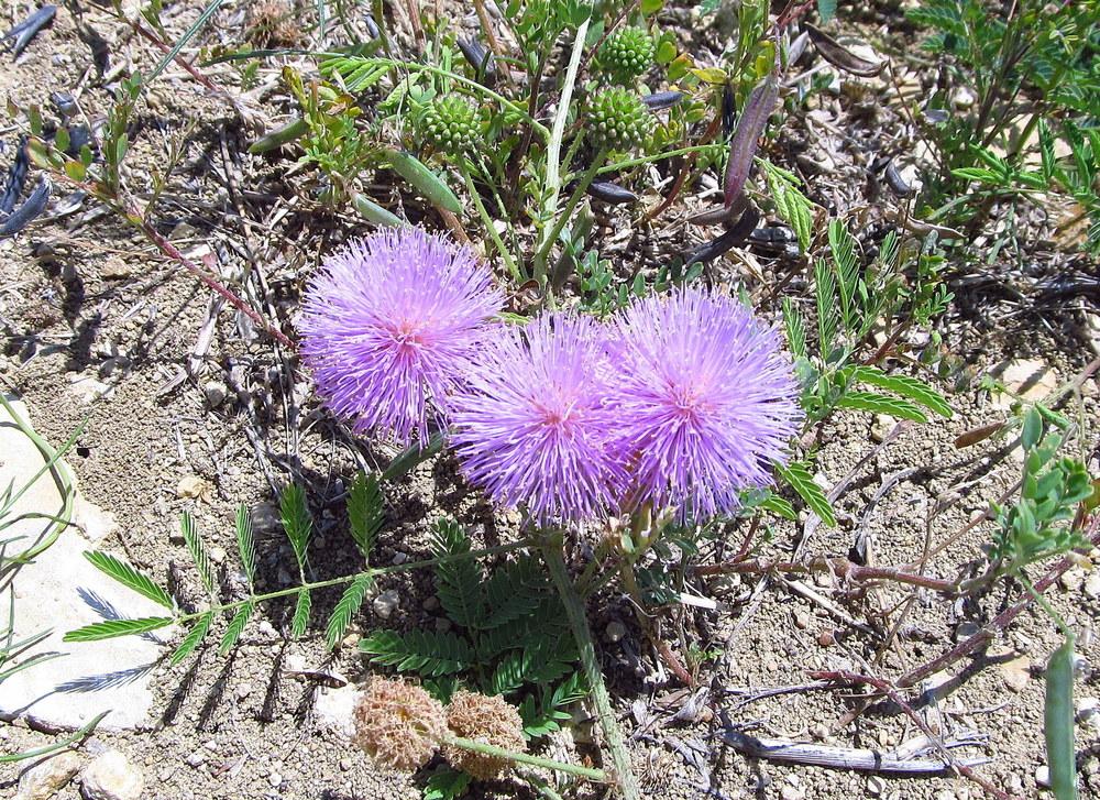 Photo of Sensitive Briar (Mimosa microphylla) uploaded by jmorth
