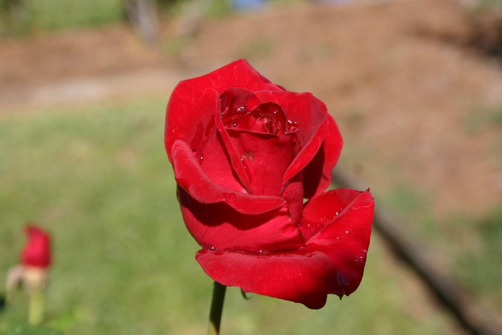 Photo of Rose (Rosa 'H.C. Andersen') uploaded by jon