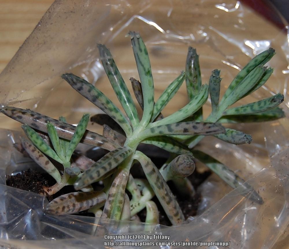Photo of Mother of Thousands (Kalanchoe delagoensis) uploaded by purpleinopp